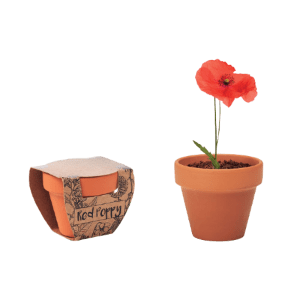 Red Poppy Terracotta Pot